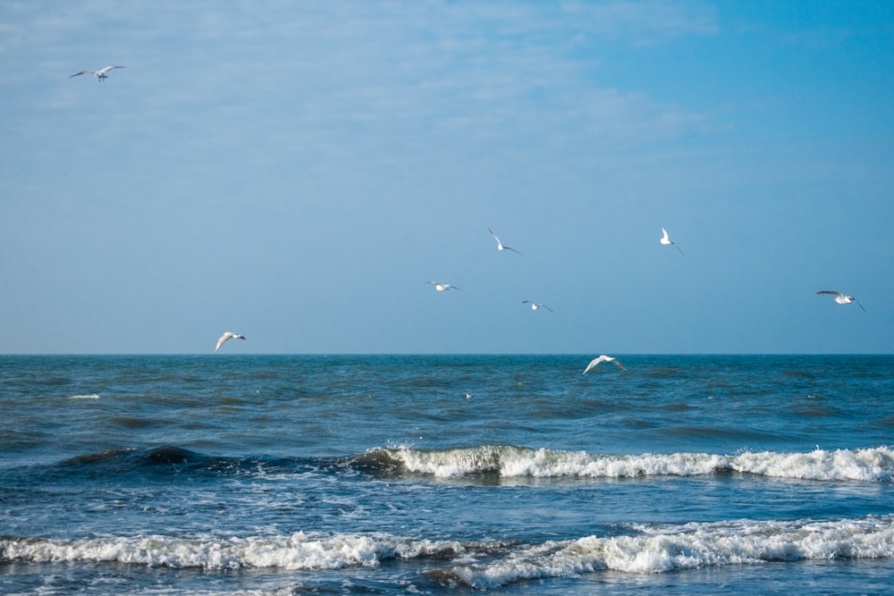 birds flying over the sea during daytime