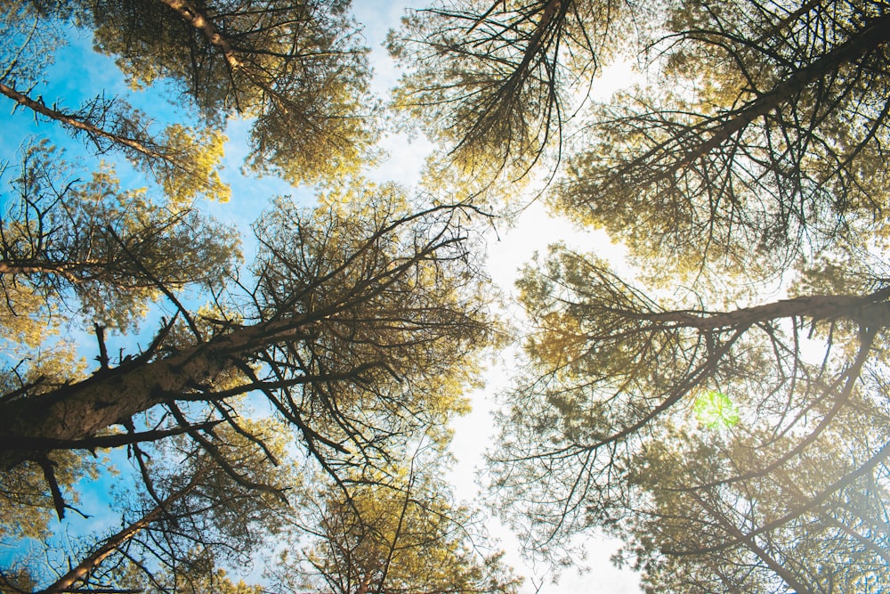 Fotografía de ángulo bajo de árboles verdes bajo el cielo azul durante el día