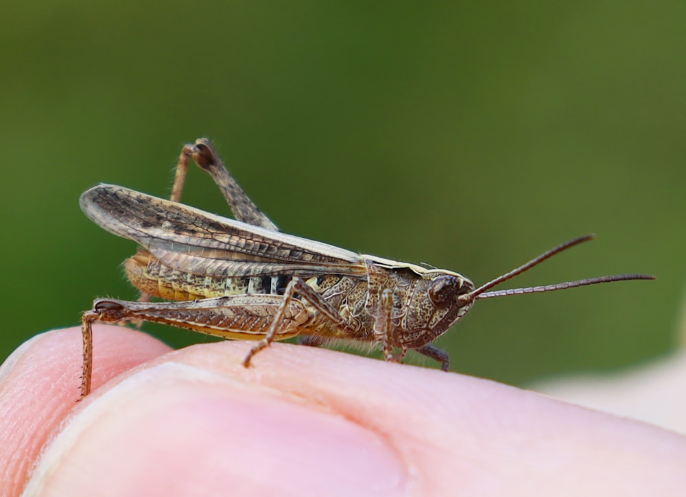 sauterelle brune sur la main des personnes