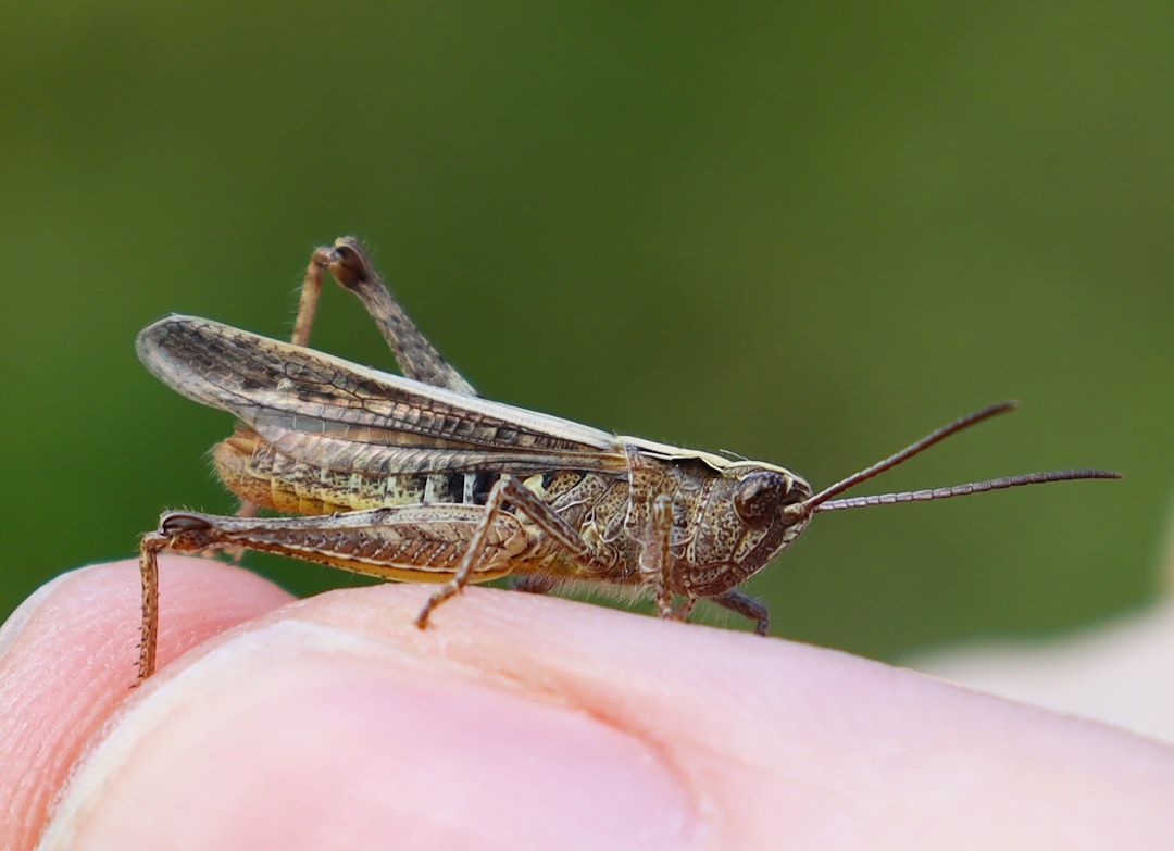 Afbeelding van Dieren