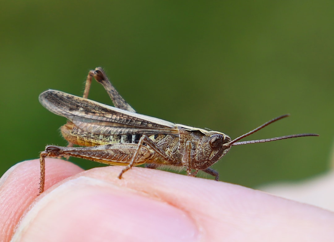 The grasshopper on human hand.