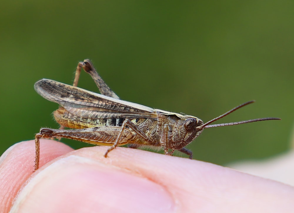 brown grasshopper on persons hand