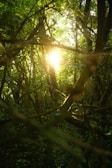 Sunlight filtering through trees creating a calm, mystical atmosphere.