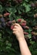 person holding red and black berries
