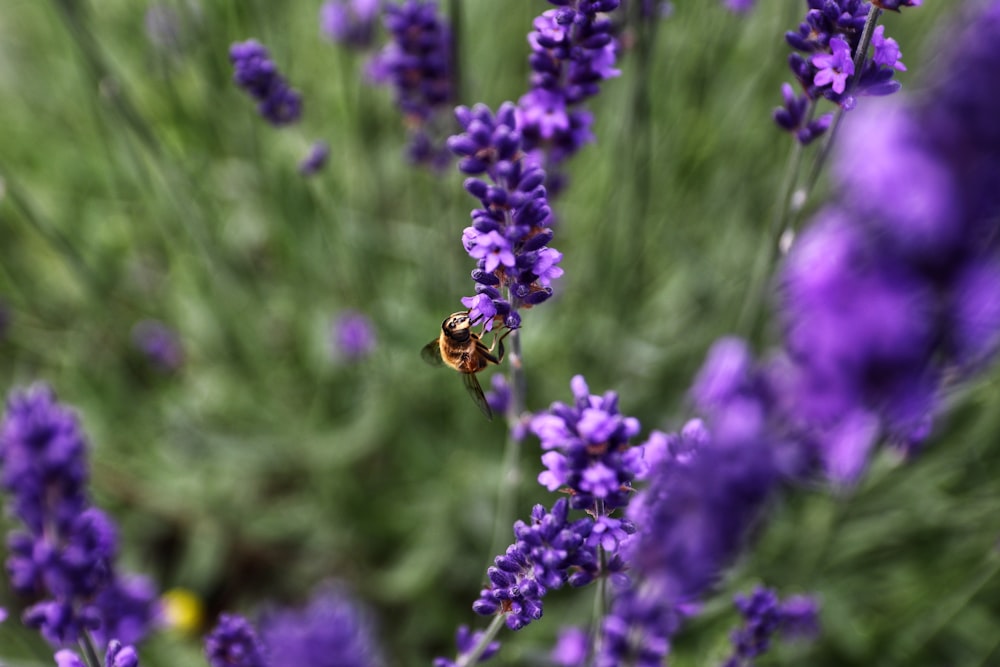 purple flower in tilt shift lens