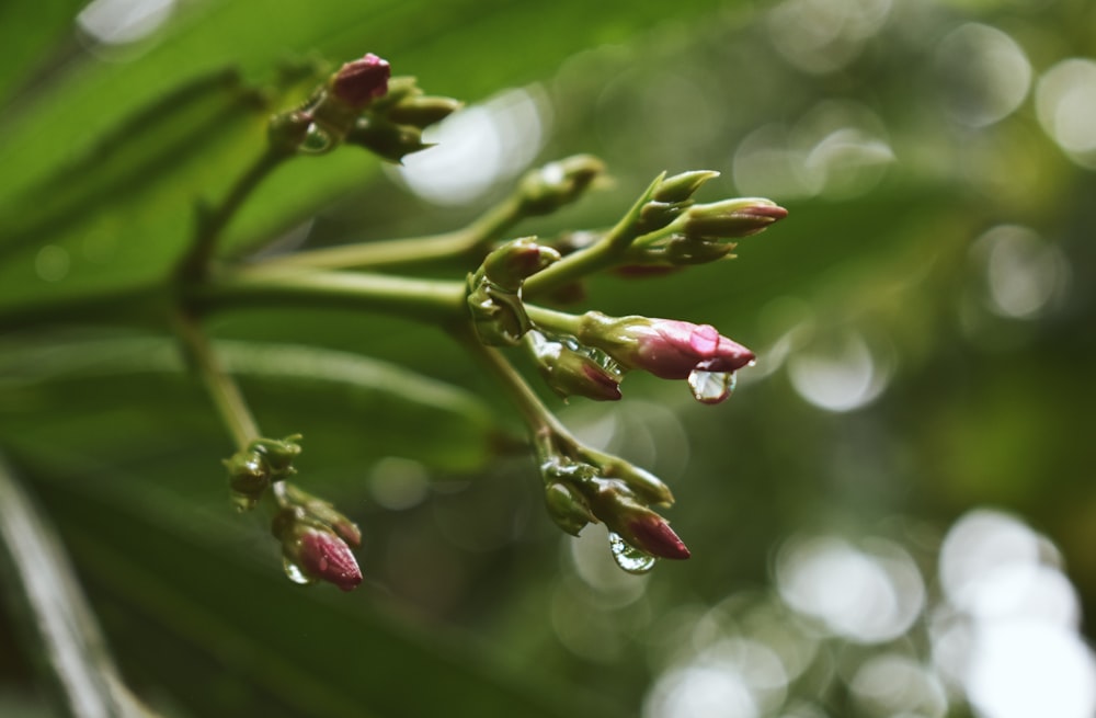 red and green flower buds in tilt shift lens