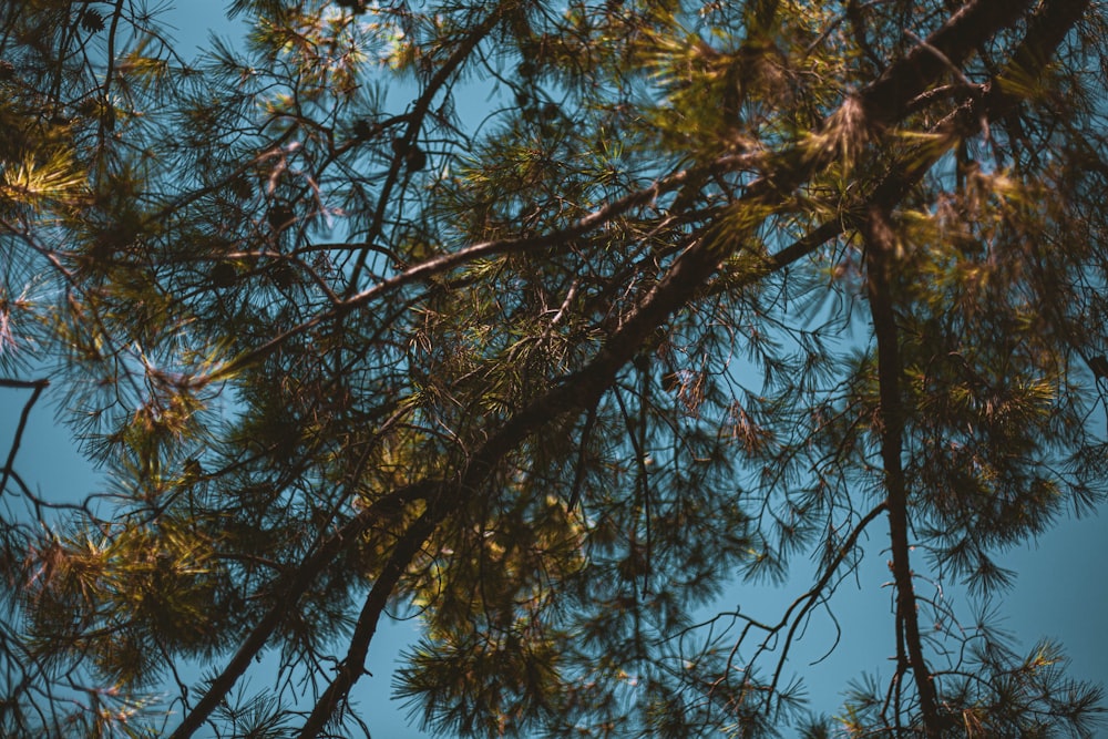 green and brown tree under blue sky during daytime