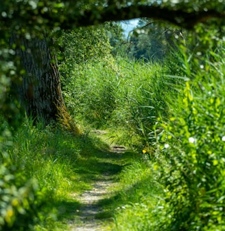 green grass and trees during daytime