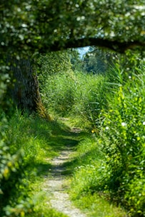 green grass and trees during daytime