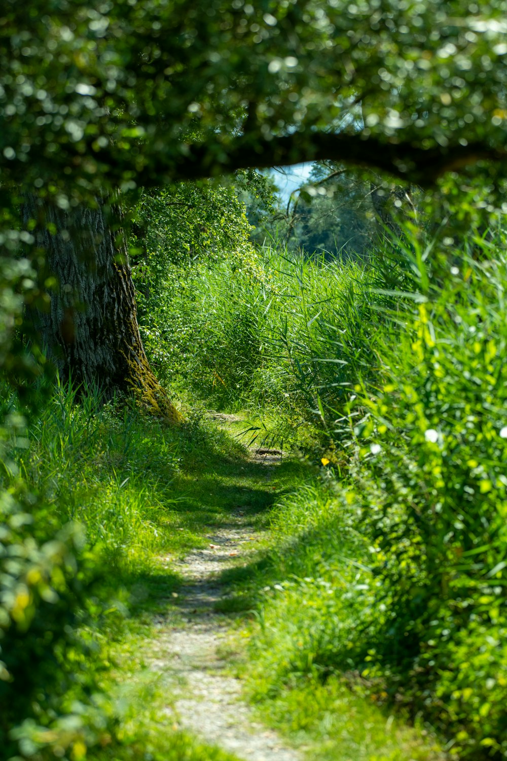 green grass and trees during daytime