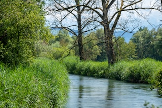 A serene natural scene featuring a gentle stream flowing through lush green vegetation. Trees with dense foliage line the banks, while one prominent tree with bare branches stands out. Soft clouds can be seen in the distance above the trees.