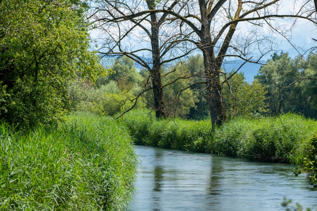 A serene natural scene featuring a gentle stream flowing through lush green vegetation. Trees with dense foliage line the banks, while one prominent tree with bare branches stands out. Soft clouds can be seen in the distance above the trees.