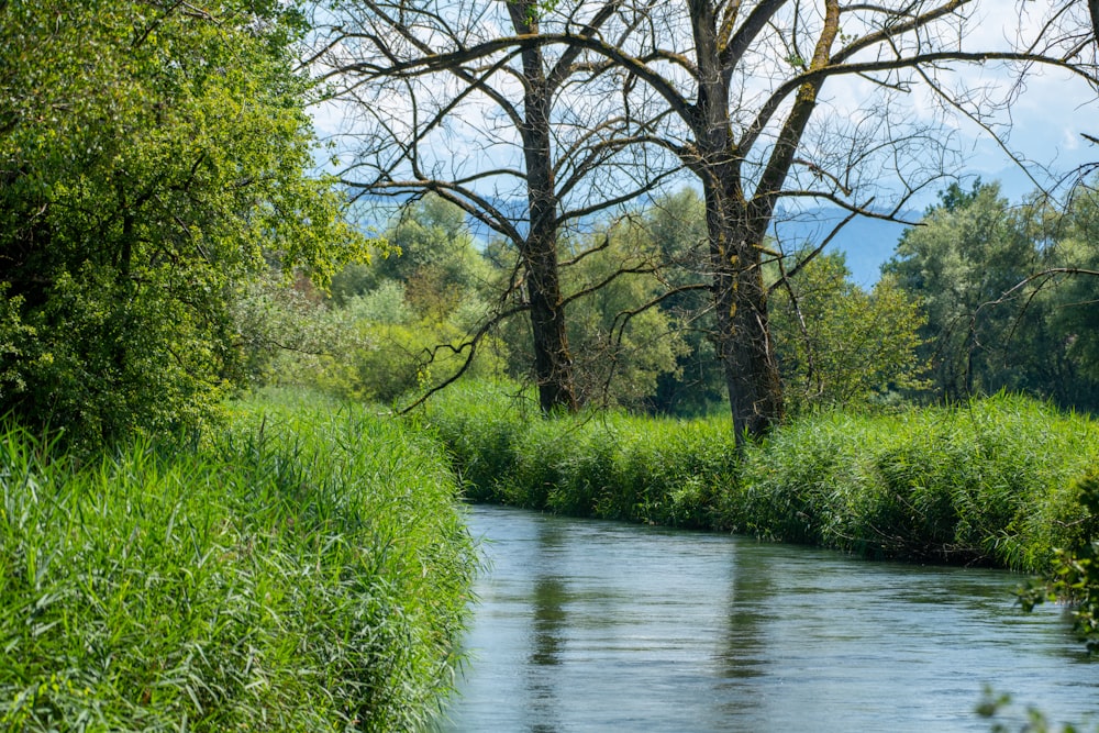 green grass and trees beside river during daytime