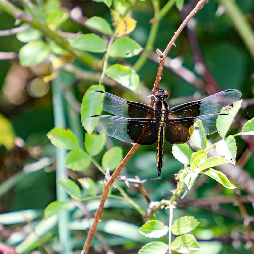 brown and black dragonfly on green leaf plant during daytime