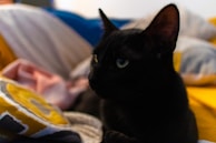 A black cat with striking green eyes is lying on a pile of colorful blankets and pillows. The cat is looking intently at something off-camera, and its ears are perked up. The various textiles around the cat feature a mix of colors and patterns, including yellow, white, and blue.