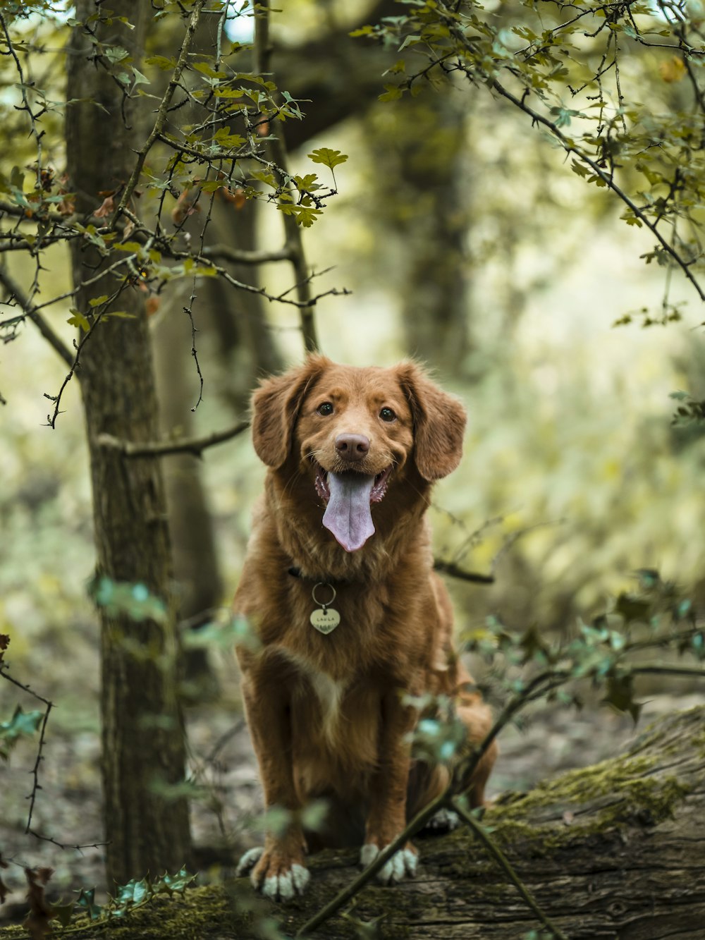 brown short coated dog on tree branch