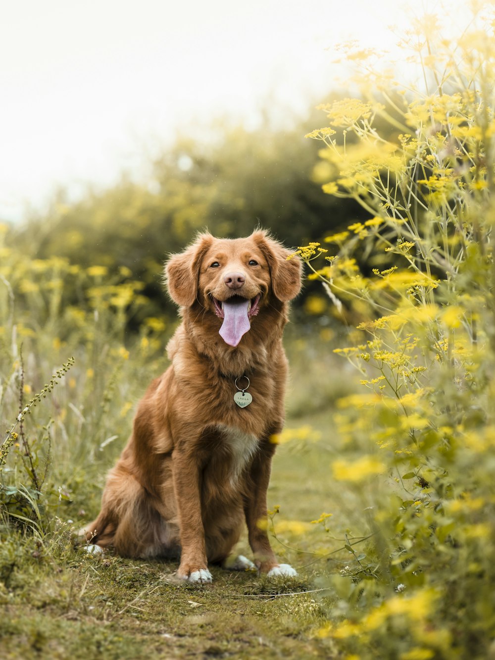 chien brun à poil long sur le champ d’herbe verte pendant la journée