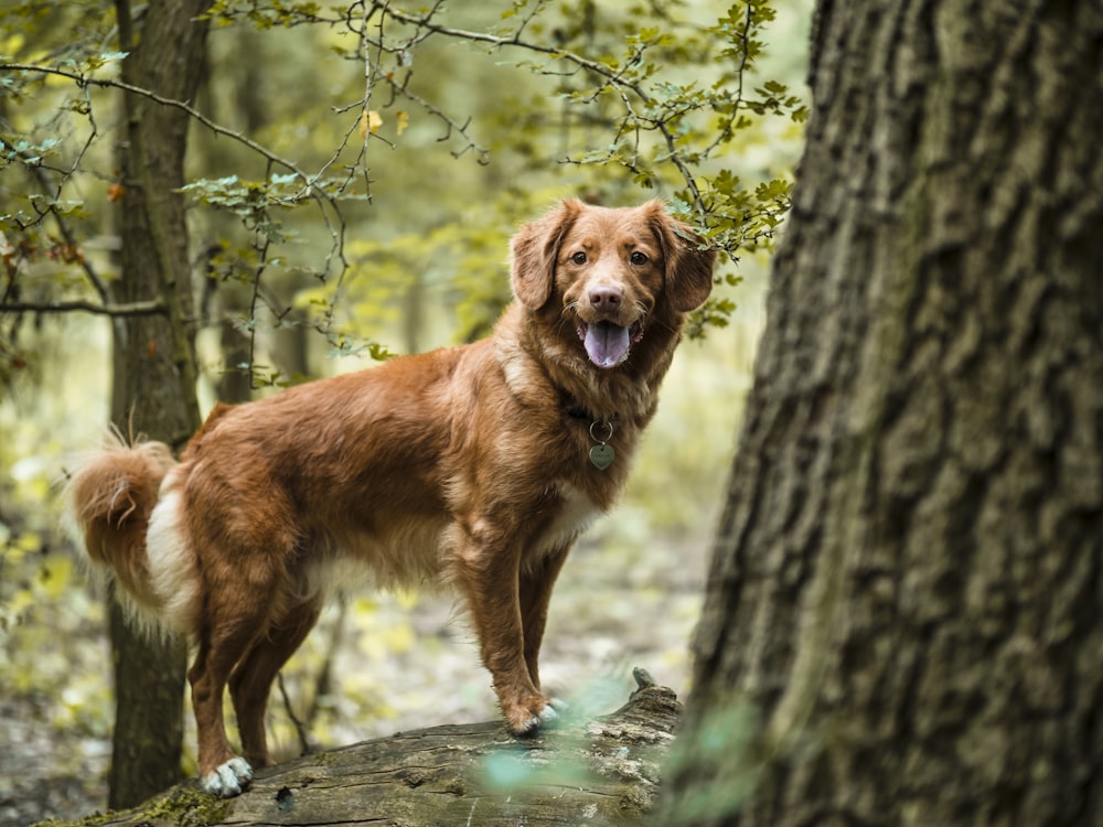 brown short coated dog on brown tree trunk