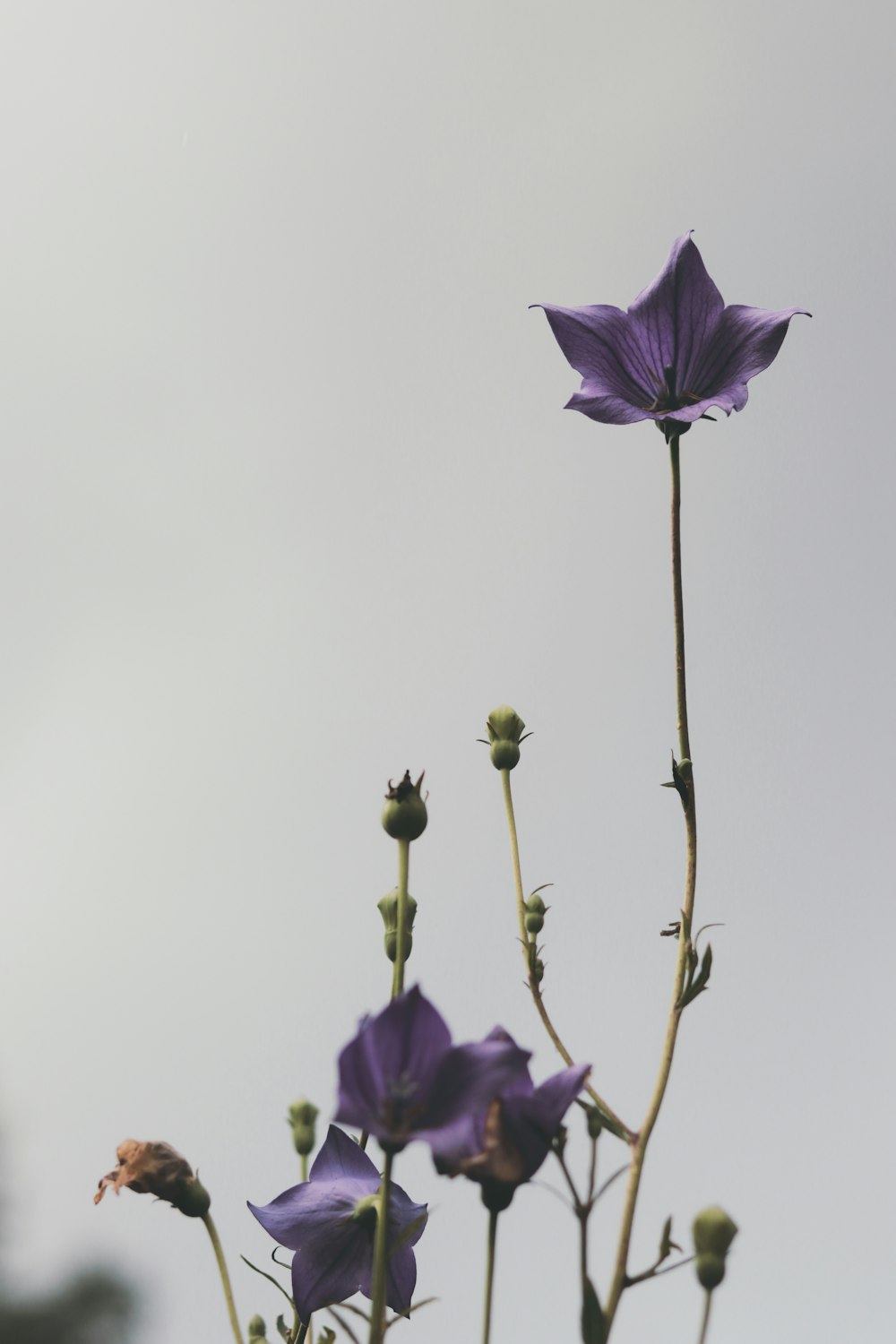 fiore viola con foglie verdi