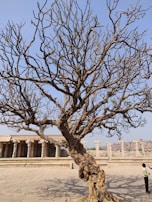 A large, leafless tree with intricate branches stands in a historic, open stone courtyard. The background features ancient stone pillars and a hilly landscape under a clear blue sky. A person is visible at the bottom right, looking up at the tree.