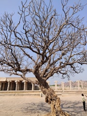 A large, leafless tree with intricate branches stands in a historic, open stone courtyard. The background features ancient stone pillars and a hilly landscape under a clear blue sky. A person is visible at the bottom right, looking up at the tree.
