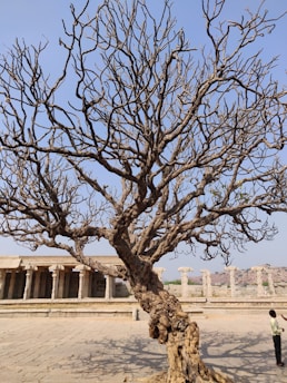 A large, leafless tree with intricate branches stands in a historic, open stone courtyard. The background features ancient stone pillars and a hilly landscape under a clear blue sky. A person is visible at the bottom right, looking up at the tree.