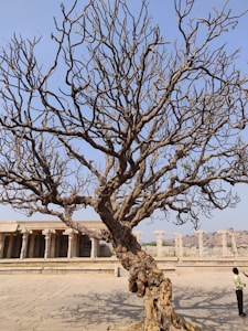 A large, leafless tree with intricate branches stands in a historic, open stone courtyard. The background features ancient stone pillars and a hilly landscape under a clear blue sky. A person is visible at the bottom right, looking up at the tree.