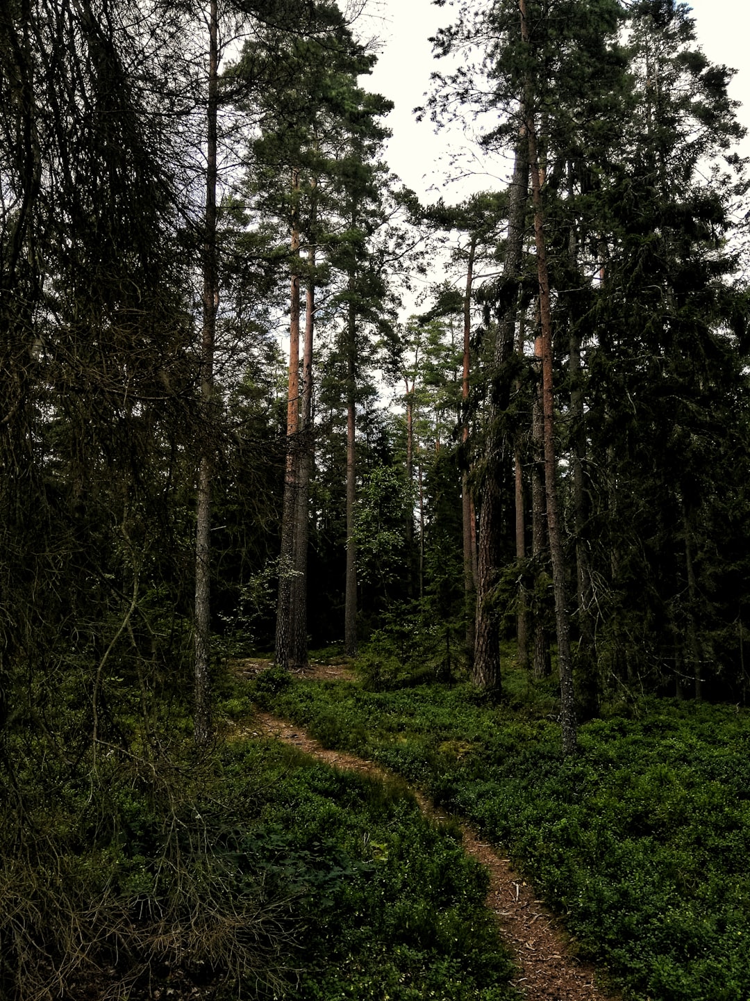 Forest photo spot Växjö Sweden
