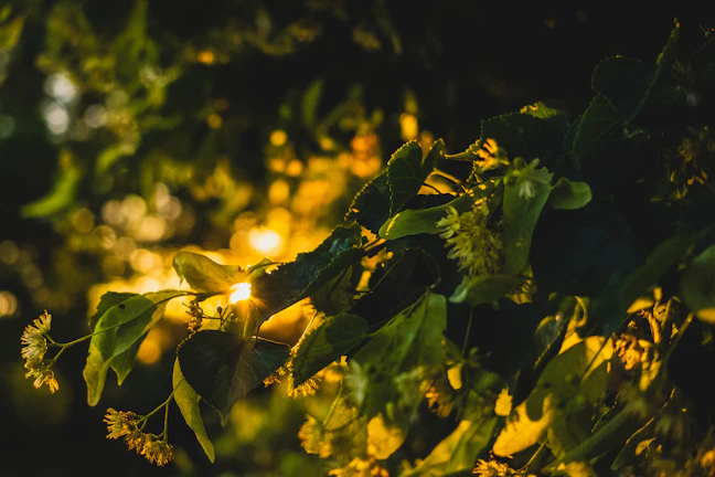 Soft morning light filtering through lush green leaves and dew-kissed flowers.