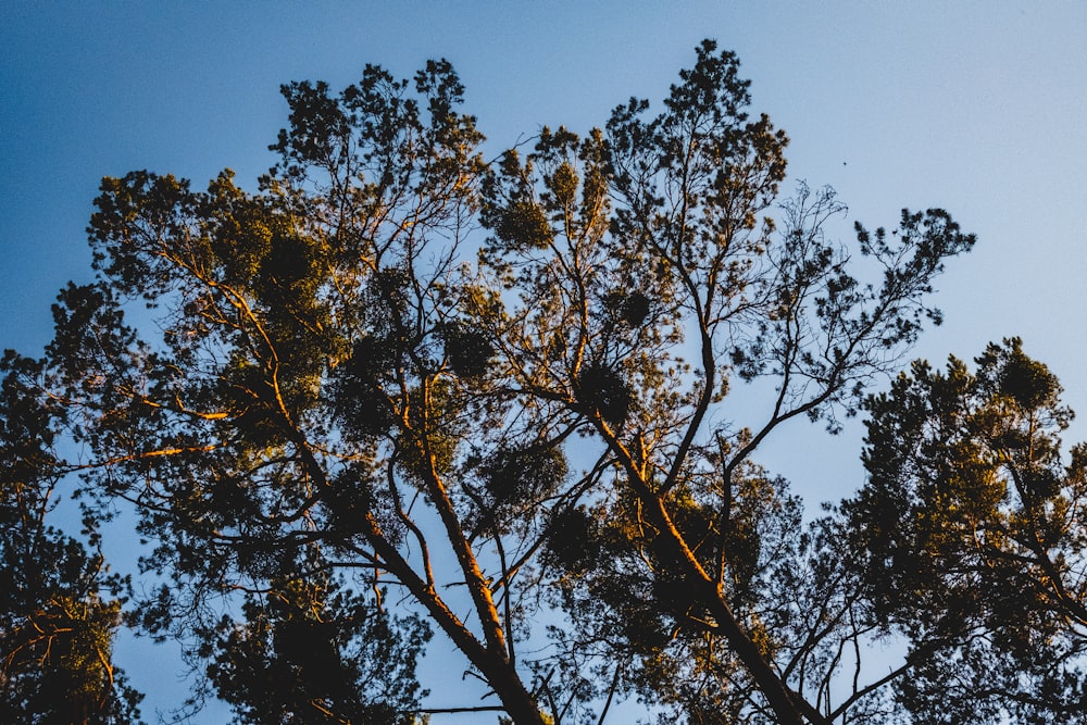 Árbol verde bajo el cielo azul durante el día