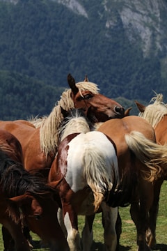 A group of enthusiasts caring for and grooming heavy draft horses.