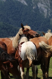 A group of brown and white horses with long manes are gathered closely together in a grassy field. The backdrop features dense, green forested hills with rocky formations.