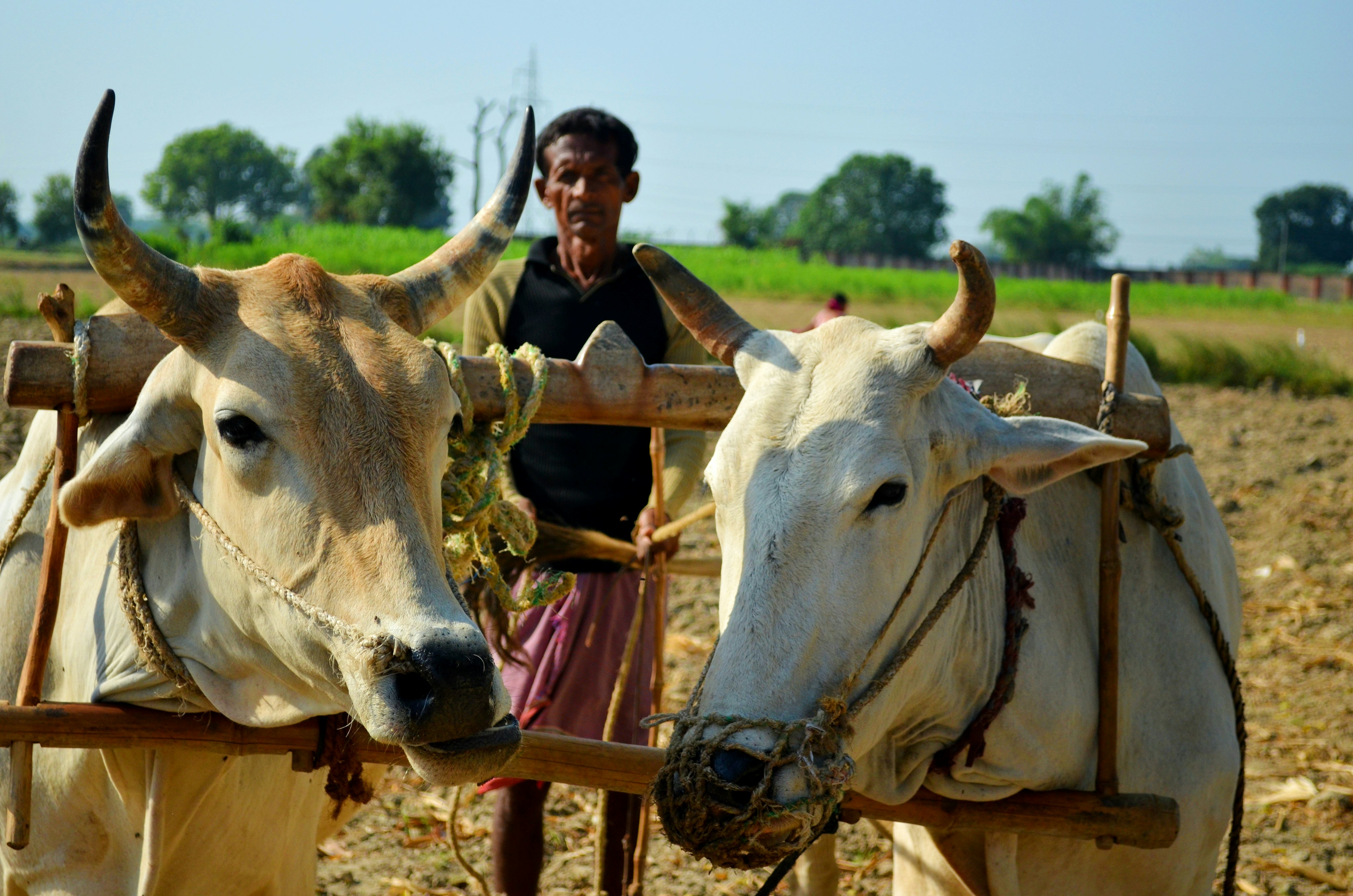 The most underrated and for granted occupation. A couple of Oxen and a excited farmer posing to get clicked while working on the fields ultimately to put food on our table.
