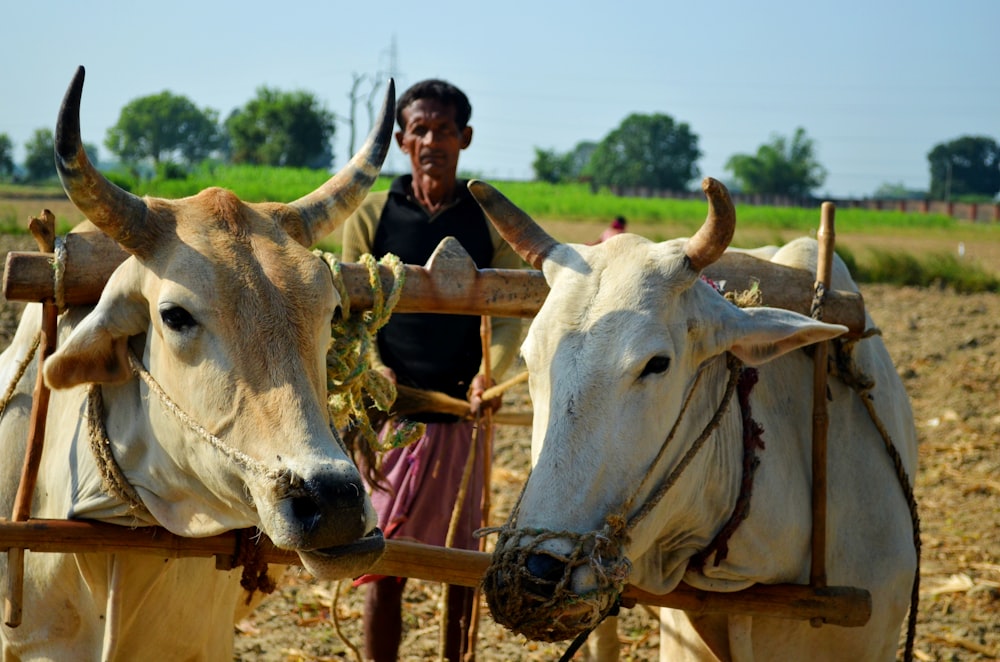 man in black jacket riding white cow during daytime