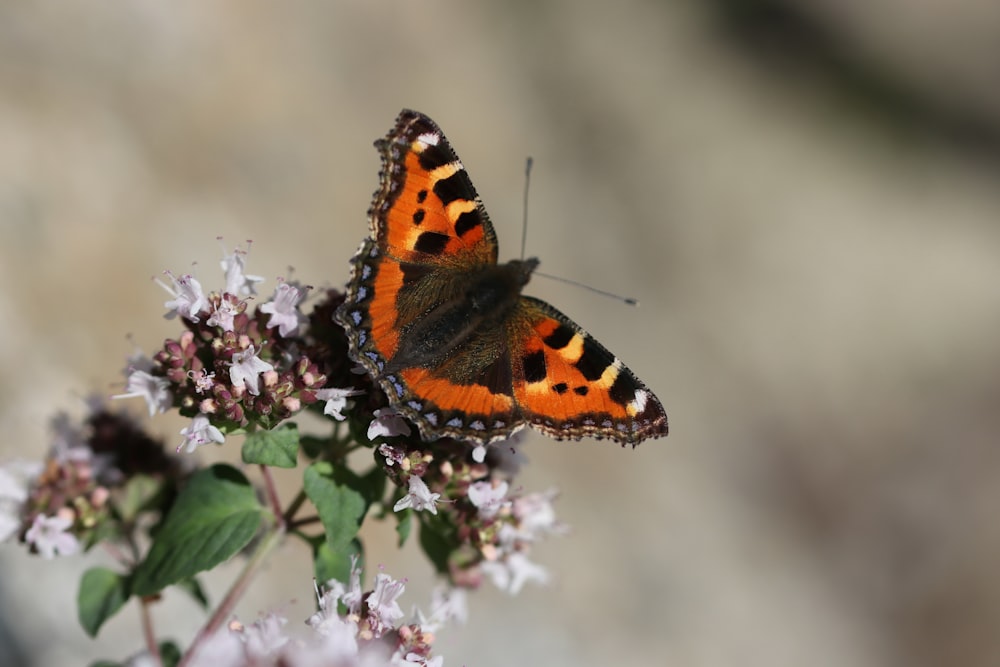 orangefarbener schwarz-weißer Schmetterling sitzt tagsüber auf rosa Blume in Nahaufnahmen