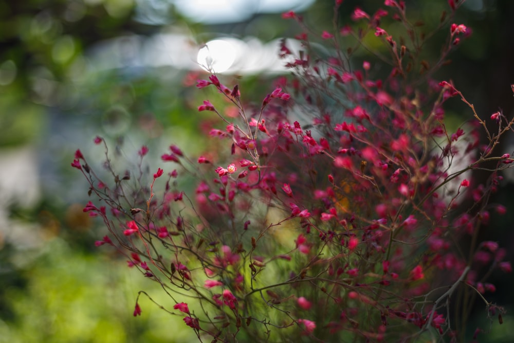 red and green plant during daytime