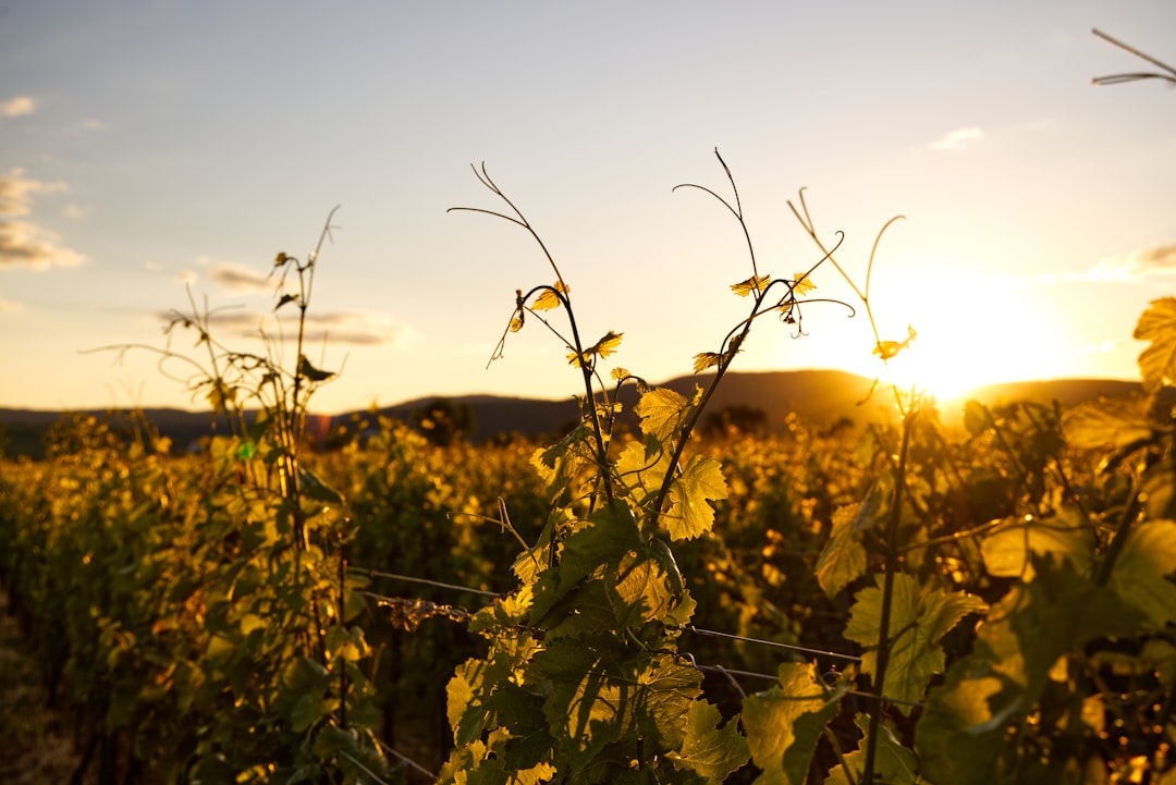 vineyards