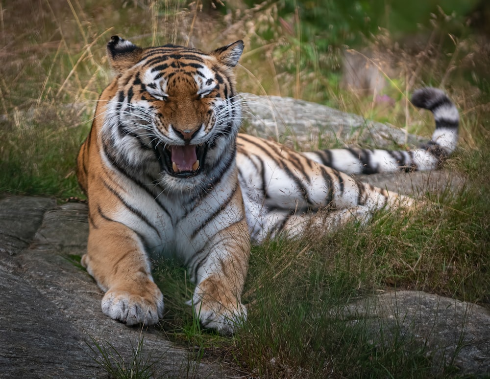 tiger lying on green grass during daytime