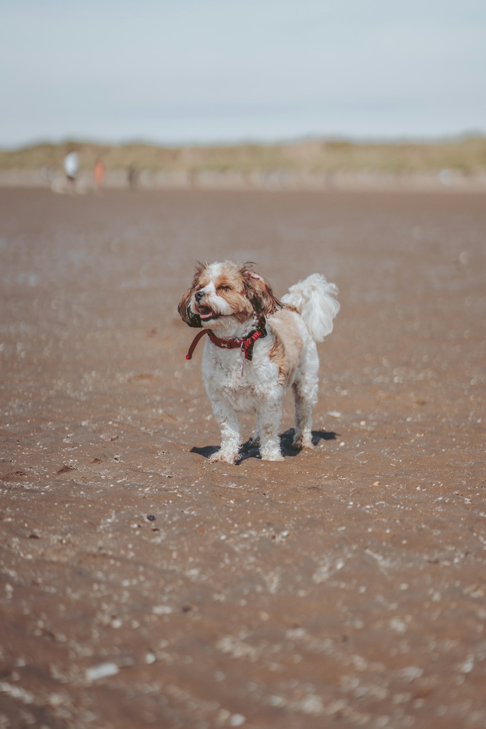 white and brown short coated dog running on brown sand during daytime