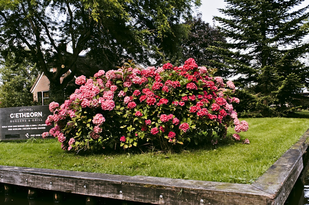 pink flowers on green grass field