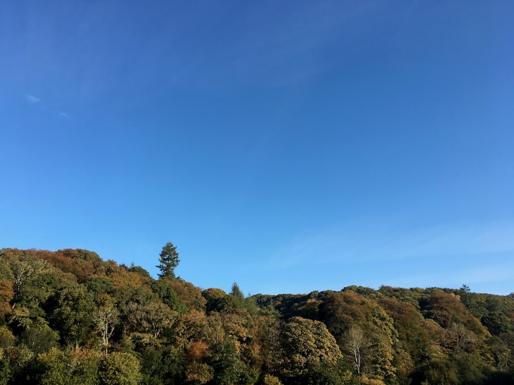 green trees on brown mountain under blue sky during daytime