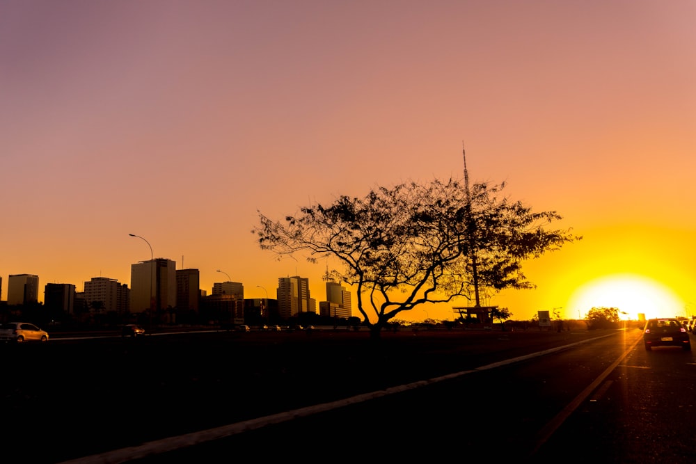 silhouette of trees during sunset