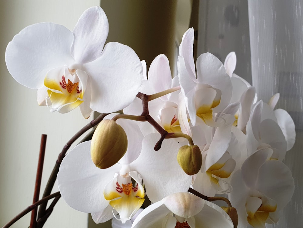 white moth orchids in bloom