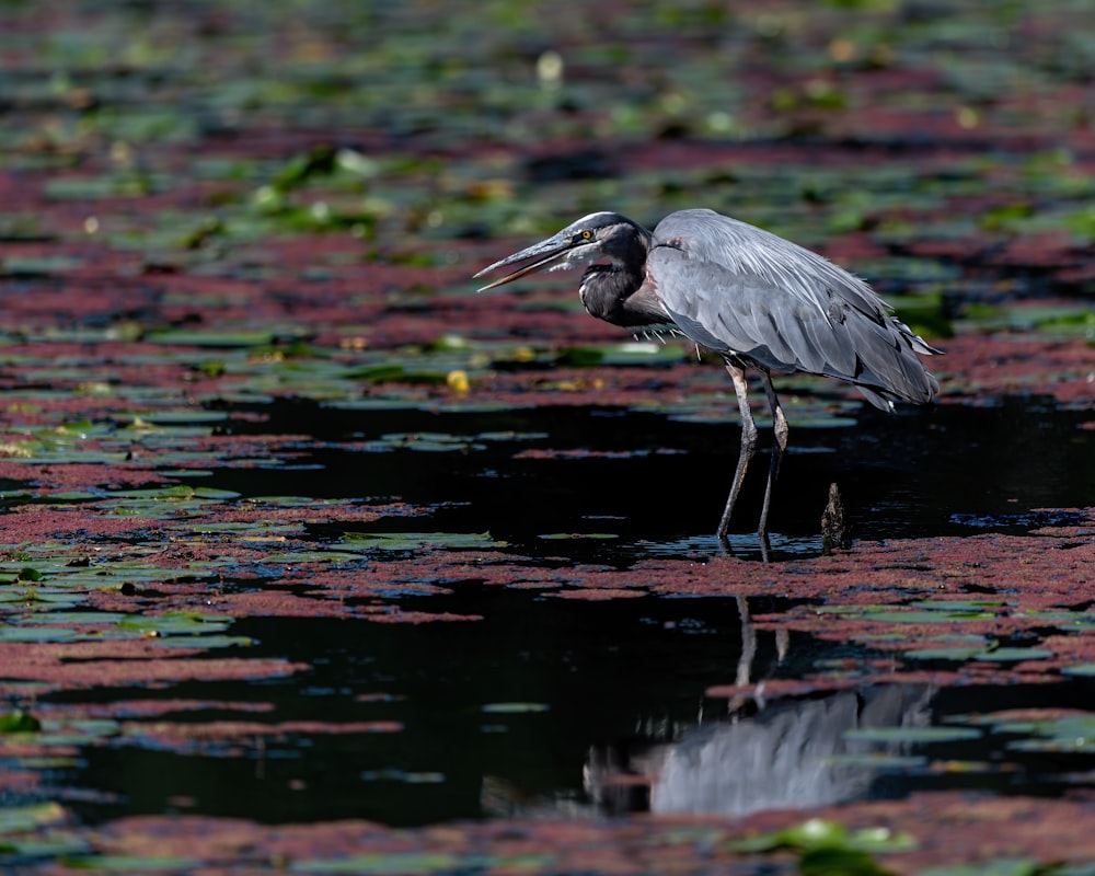 a bird is standing in the middle of a pond