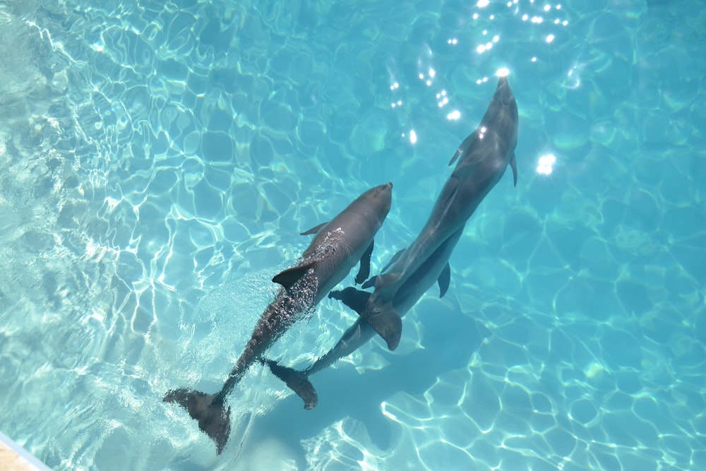 black dolphin in the water