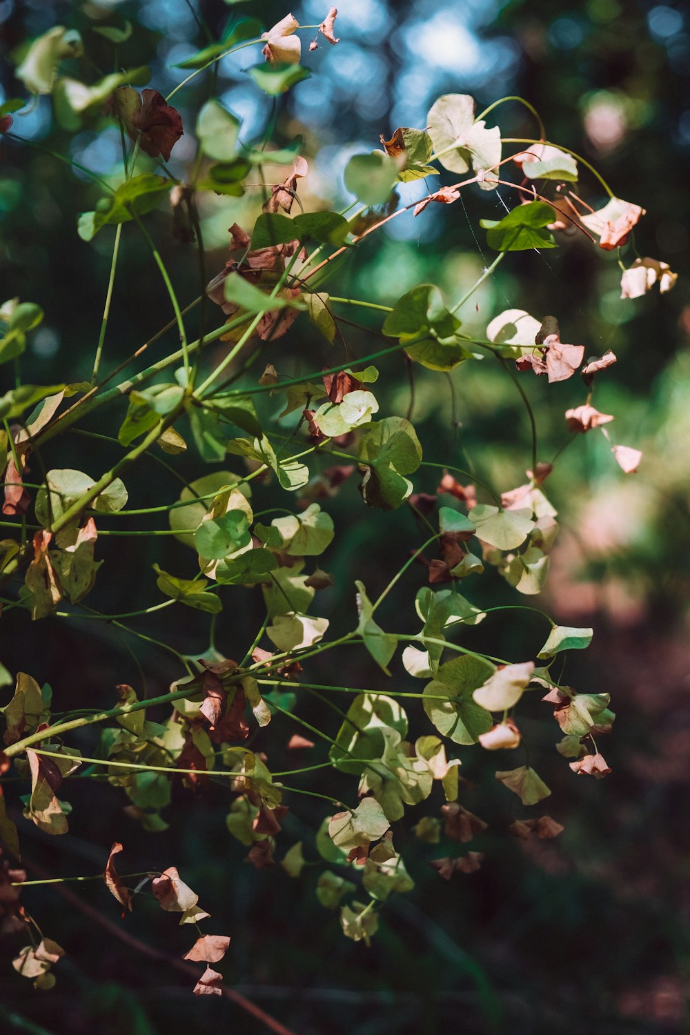 pink and white flower in tilt shift lens