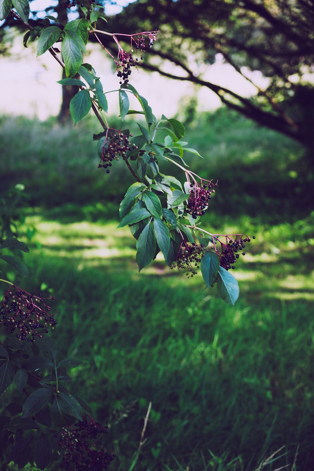 purple flower buds in tilt shift lens