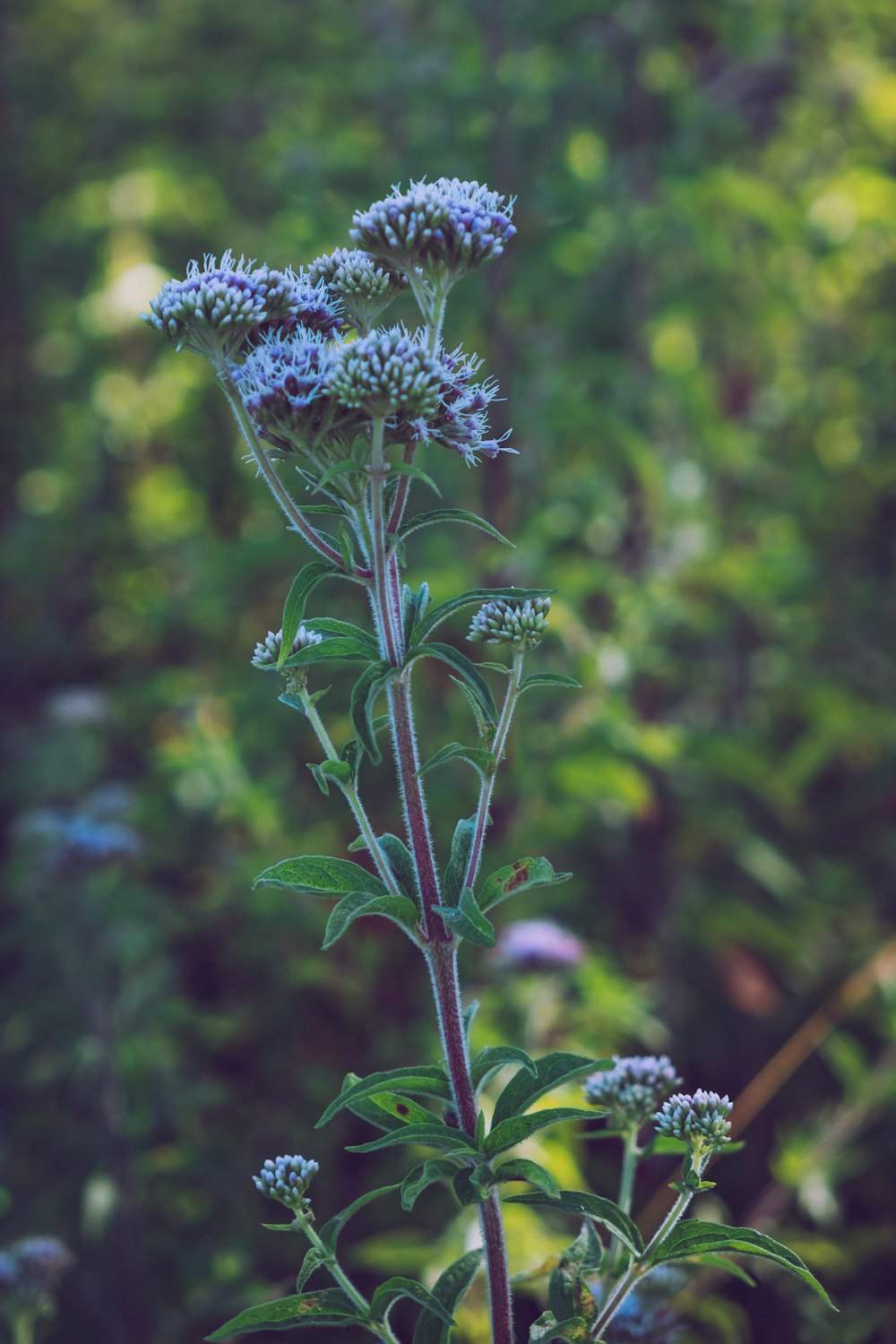 purple flower in tilt shift lens