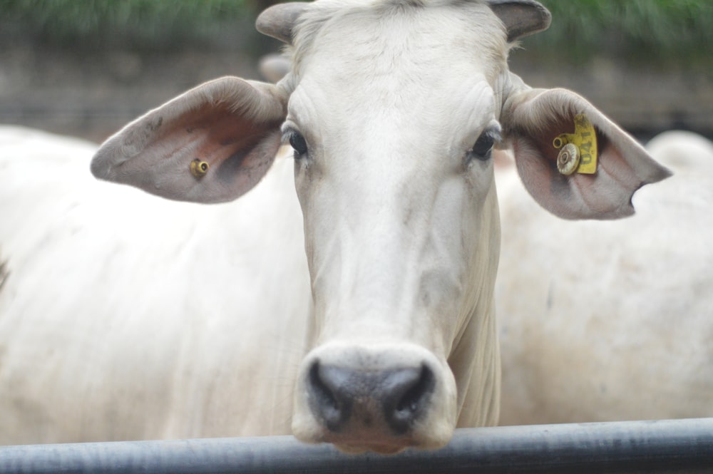 white cow in close up photography