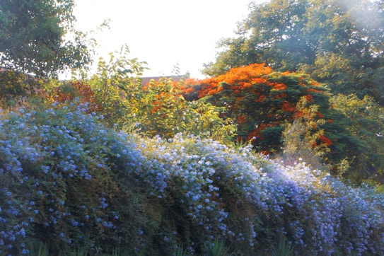 A lush garden scene dominated by densely packed clusters of blooming flowers. Vibrant orange blossoms emerge from a tree, contrasting with the multitude of small blue flowers covering a sprawling bush below. The backdrop is filled with green foliage from large trees, creating a natural and serene setting bathed in sunlight.